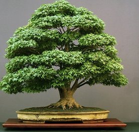 rsz_acer-bonsai-pall