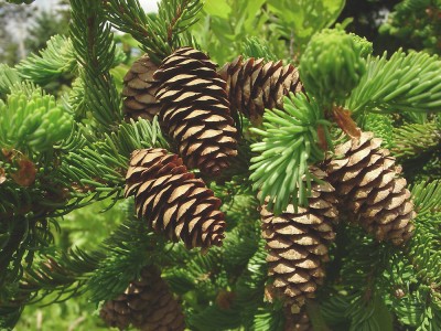 Picea glauca2
